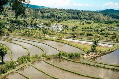 Bali, Endonezya 'daki pirinç teraslarının manzarası