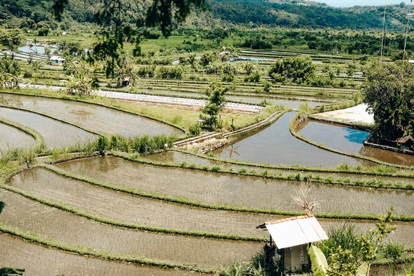 Bali, Endonezya 'daki pirinç teraslarının manzarası
