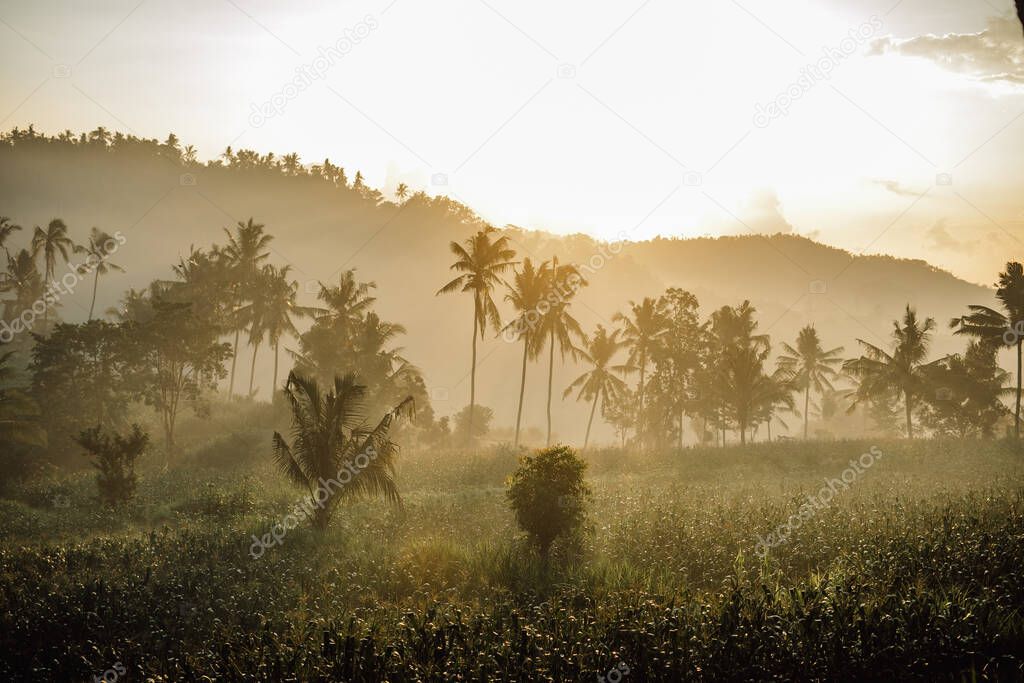 View of rice terraces at sunrise in Bali, Indonesia