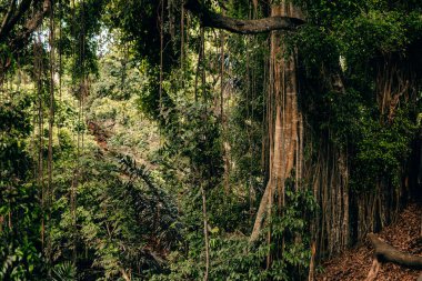 Ubud, Bali, Endonezya 'daki Maymun Ormanı