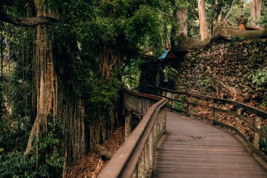 Ubud, Bali, Endonezya 'daki Maymun Ormanı