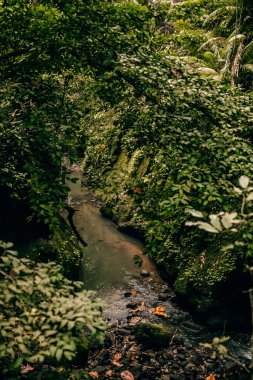 Ubud, Bali, Endonezya 'daki Maymun Ormanı