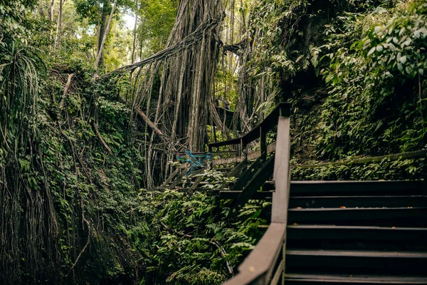 Las Małp Ubud Bali Indonezja — Zdjęcie stockowe