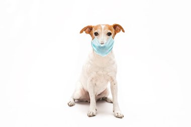 Jack Russell Terrier köpeği karantinada beyaz bir arka planda tıbbi maskeyle oturuyor, Coronavirus.