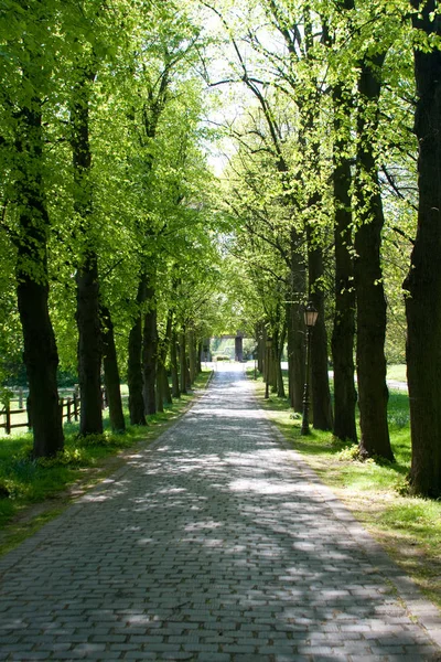 Carretera en el parque de primavera en Düsseldorf, Alemania —  Fotos de Stock