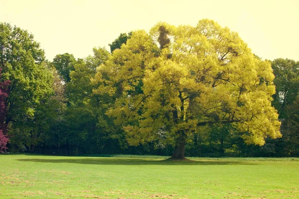 Parque de primavera en Düsseldorf, Alemania —  Fotos de Stock