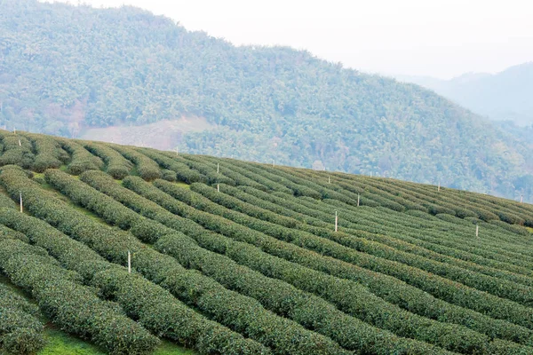 Chiang Rai, Tailandia. - 28 feb 2015: Vista matutina de la plantación de té. Paisaje de la plantación de té en Doi Mae Salong, Chiang Rai, Tailandia . —  Fotos de Stock