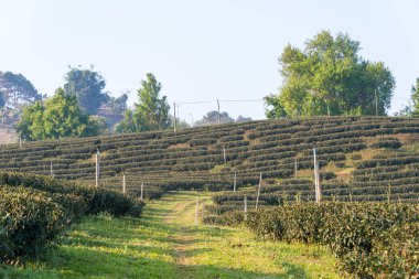 Chiang Rai, Tayland. -Şubat 28 2015: sabah çay plantasyon görünümünü. Çay plantasyon Doi Mae Salong, Chiang Rai, Tayland, peyzaj.