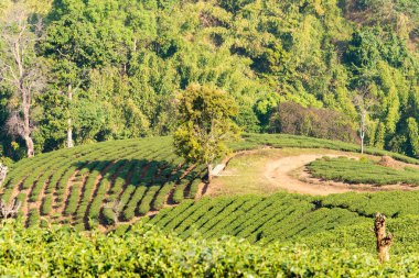 Chiang Rai, Tayland. -Şubat 28 2015: çay plantasyon görünümünü. Çay plantasyon Doi Mae Salong, Chiang Rai, Tayland, peyzaj.