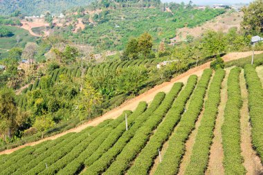 Chiang Rai, Tayland. -Şubat 28 2015: çay plantasyon görünümünü. Çay plantasyon Doi Mae Salong, Chiang Rai, Tayland, peyzaj.