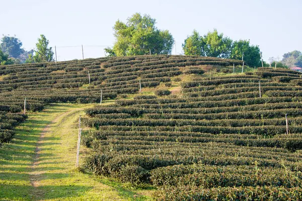 Chiang Rai, Tailandia. - 28 feb 2015: Vista matutina de la plantación de té. Paisaje de la plantación de té en Doi Mae Salong, Chiang Rai, Tailandia . —  Fotos de Stock