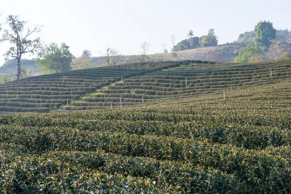 Chiang Rai, Tailandia. - 28 feb 2015: Vista matutina de la plantación de té. Paisaje de la plantación de té en Doi Mae Salong, Chiang Rai, Tailandia . —  Fotos de Stock