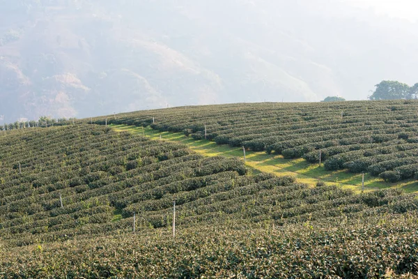 Chiang Rai, Tailandia. - 28 feb 2015: Vista matutina de la plantación de té. Paisaje de la plantación de té en Doi Mae Salong, Chiang Rai, Tailandia . —  Fotos de Stock