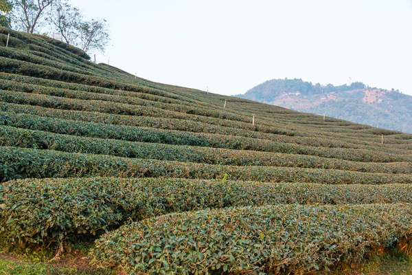 Chiang Rai, Thailand. -Feb 28 2015: morgon Visa te plantage. Landskap av teplantage på Doi Mae Salong, Chiang Rai, Thailand. — Stockfoto