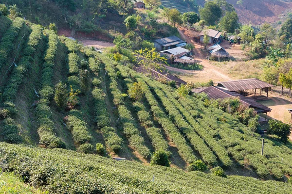 Chiang Rai, Tajlandia. -Luty 27 2015: widok na plantacji herbaty. Krajobraz z plantacji herbaty w Doi Mae Salong, Chiang Rai, Thailand. — Zdjęcie stockowe