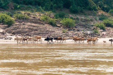 Luang Prabang, Laos - Mar 04 2015: Yavaş mavi yolculuk Mekong Nehri üzerinde. Popüler turistik macera gezi yavaş Huay Xai Luang Prabang için tekne ile.