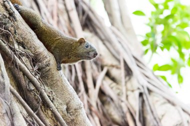 Taipei, Tayvan - 27 Ocak 2016: Tayvan yeni doğan sincaplara 228 Barış Anıtı Parkı. ünlü tarihi bir site Taipei, Tayvan.