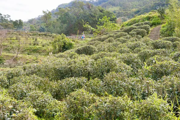 TAIPEI, TAIWAN - 26 de enero de 2016: Plantación de té en Maokong. un paisaje famoso en Maokong, Taipei, Taiwán . —  Fotos de Stock