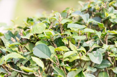 Taipei, Tayvan - Jan 26 2016: Maokong, çay plantasyon. ünlü bir manzara içinde Maokong, Taipei, Tayvan.