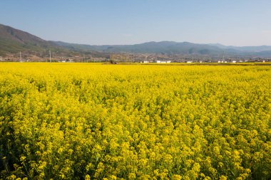 Yunnan, Çin - Mar 21 2015: Tecavüz çiçeği alan Shaxi eski Köyü'nde. bir ünlü antik köy Jianchuan, Yunnan, Çin.