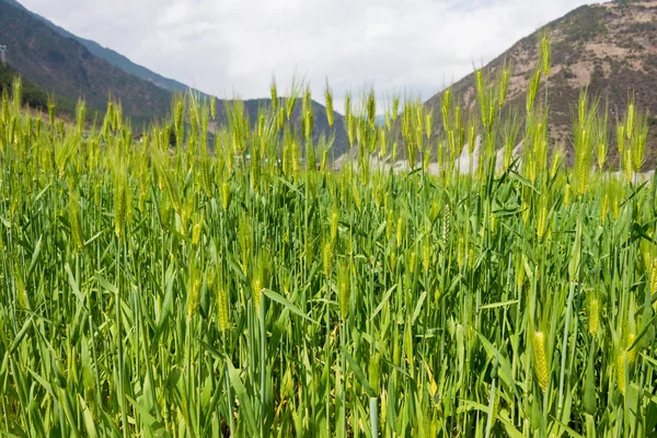 DIQING, CHINA - 17 MAR 2015: Campo de trigo. un famoso pueblo tibetano de Diqing, Yunnan, China . — Foto de Stock