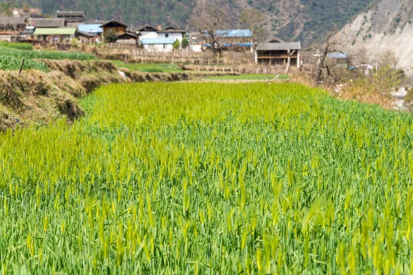 DIQING, CHINA - 17 MAR 2015: Campo de trigo. un famoso pueblo tibetano de Diqing, Yunnan, China . — Foto de Stock