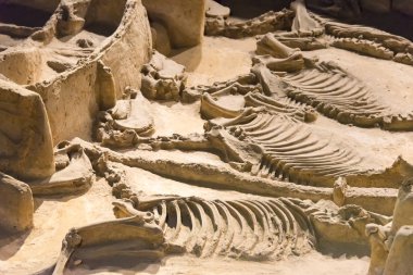 Henan, Çin - 06 Temmuz 2015: Müzesi Luoyang Doğu Zhou kraliyet at ve araba çukurları. Luoyang, Henan, Çin ünlü tarihi bir site.