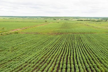 Heilongjiang, Çin - 14 Temmuz 2015: Kırsal, Heihe tepeler ve alanları, yaz saati.