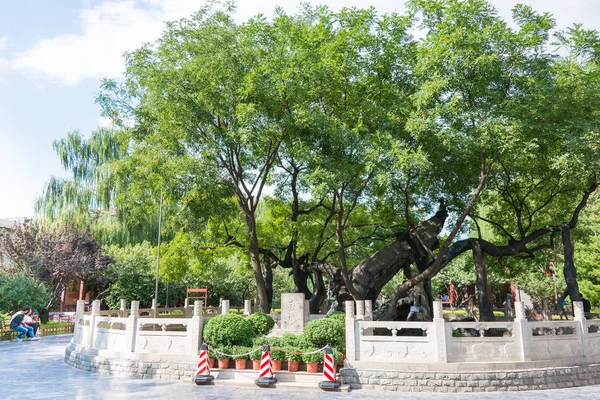 Shanxi, China - Sept 11 2015: Styphnolobium japonicum in Tanghuai Park. een beroemde historische site in Taiyuan, Shanxi, China. — Stockfoto