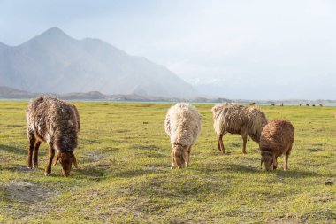Doğu Türkistan, Çin - 20 Mayıs 2015: Karakul Gölü koyun. Pamir Dağları, Doğu Türkistan, Çin Akto İlçesi, Kızılsu Kırgız Özerk İli içinde Karakurum karayolu üzerinde ünlü bir manzara.