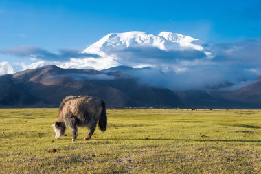 Doğu Türkistan, Çin - 21 Mayıs 2015: Mustagh Ata dağ. Pamir Dağları, Doğu Türkistan, Çin Akto İlçesi, Kızılsu Kırgız Özerk İli içinde Karakurum karayolu üzerinde ünlü bir manzara.
