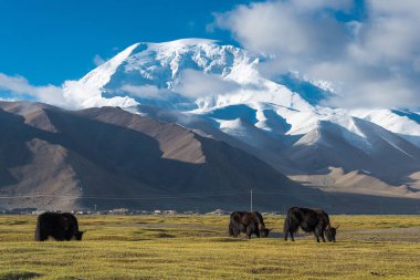 Doğu Türkistan, Çin - 21 Mayıs 2015: Karakul Gölü Yak. Pamir Dağları, Doğu Türkistan, Çin Akto İlçesi, Kızılsu Kırgız Özerk İli içinde Karakurum karayolu üzerinde ünlü bir manzara.