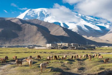 Doğu Türkistan, Çin - 21 Mayıs 2015: Karakul Gölü koyun. Pamir Dağları, Doğu Türkistan, Çin Akto İlçesi, Kızılsu Kırgız Özerk İli içinde Karakurum karayolu üzerinde ünlü bir manzara.