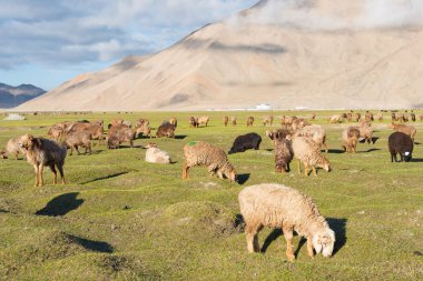 Doğu Türkistan, Çin - 21 Mayıs 2015: Karakul Gölü koyun. Pamir Dağları, Doğu Türkistan, Çin Akto İlçesi, Kızılsu Kırgız Özerk İli içinde Karakurum karayolu üzerinde ünlü bir manzara.