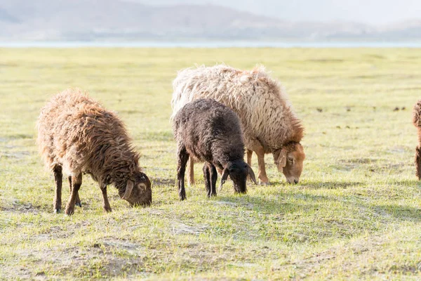 Xinjiang, china - 20. Mai 2015: Schafe am Karakul-See. eine berühmte Landschaft auf dem Karakorum-Highway im Pamir-Gebirge, Kreis Akto, autonome Präfektur Kizilsu Kirghiz, Xinjiang, China. — Stockfoto