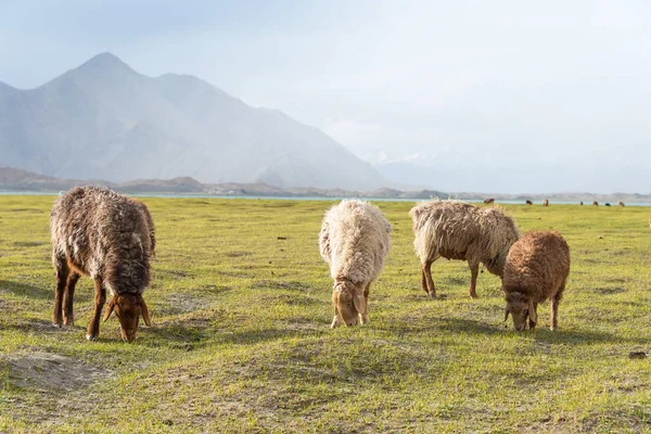 Xinjiang, china - 20. Mai 2015: Schafe am Karakul-See. eine berühmte Landschaft auf dem Karakorum-Highway im Pamir-Gebirge, Kreis Akto, autonome Präfektur Kizilsu Kirghiz, Xinjiang, China. — Stockfoto