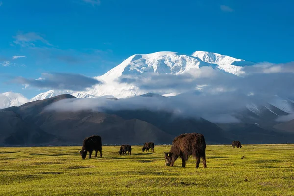 XINJIANG, CHINA - 21 de maio de 2015: Mustagh Ata Mountain at Karakul Lake. uma paisagem famosa na estrada de Karakoram em montanhas de Pamir, condado de Akto, província autônoma de Kizilsu Kirghiz, Xinjiang, China . — Fotografia de Stock