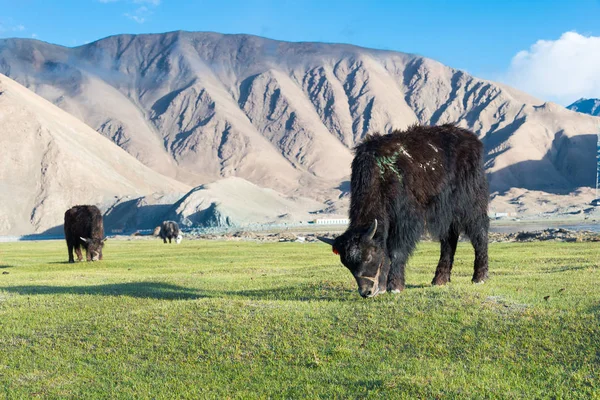 Xinjiang, china - 21. Mai 2015: Yak am Karakul-See. eine berühmte Landschaft auf dem Karakorum-Highway im Pamir-Gebirge, Kreis Akto, autonome Präfektur Kizilsu Kirghiz, Xinjiang, China. — Stockfoto