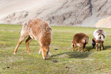 Doğu Türkistan, Çin - 20 Mayıs 2015: Karakul Gölü koyun. Pamir Dağları, Doğu Türkistan, Çin Akto İlçesi, Kızılsu Kırgız Özerk İli içinde Karakurum karayolu üzerinde ünlü bir manzara.
