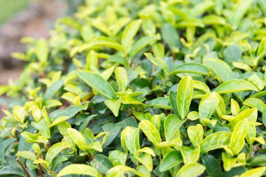 Fujian, Çin - 24 Aralık 2015: Çay plantasyon Xiping şehir içinde. ünlü tarihi bir site içinde Xiping, Anxi, Fujian, Çin.