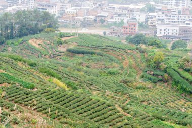 Fujian, Çin - 24 Aralık 2015: Çay plantasyon Xiping şehir içinde. ünlü tarihi bir site içinde Xiping, Anxi, Fujian, Çin.