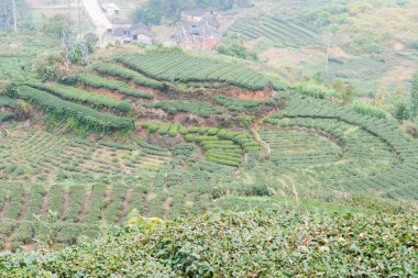 Fujian, Çin - 24 Aralık 2015: Çay plantasyon Xiping şehir içinde. ünlü tarihi bir site içinde Xiping, Anxi, Fujian, Çin.