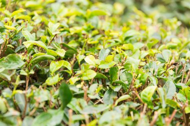 Fujian, Çin - 24 Aralık 2015: Çay plantasyon Xiping şehir içinde. ünlü tarihi bir site içinde Xiping, Anxi, Fujian, Çin.