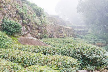 Fujian, Çin - 24 Aralık 2015: Çay plantasyon Xiping şehir içinde. ünlü tarihi bir site içinde Xiping, Anxi, Fujian, Çin.