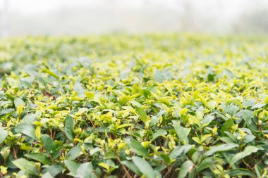 Fujian, Çin - 24 Aralık 2015: Çay plantasyon Xiping şehir içinde. ünlü tarihi bir site içinde Xiping, Anxi, Fujian, Çin.