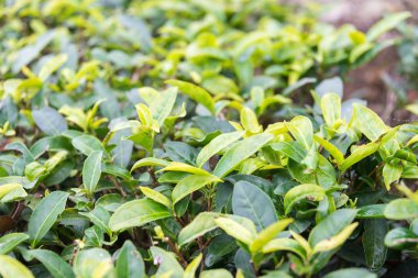 Fujian, Çin - 24 Aralık 2015: Çay plantasyon içinde Xiping Old Town. ünlü tarihi bir site içinde Xiping, Anxi, Fujian, Çin.
