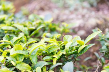 Fujian, Çin - 24 Aralık 2015: Çay plantasyon Xiping şehir içinde. ünlü tarihi bir site içinde Xiping, Anxi, Fujian, Çin.