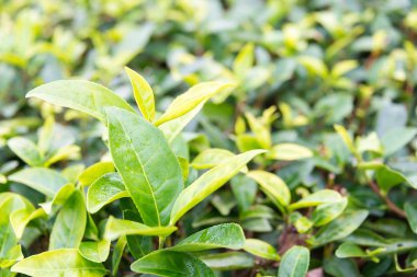 Fujian, Çin - 24 Aralık 2015: Çay plantasyon içinde Xiping Old Town. ünlü tarihi bir site içinde Xiping, Anxi, Fujian, Çin.