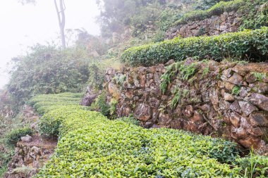 Fujian, Çin - 24 Aralık 2015: Çay plantasyon Xiping şehir içinde. ünlü tarihi bir site içinde Xiping, Anxi, Fujian, Çin.