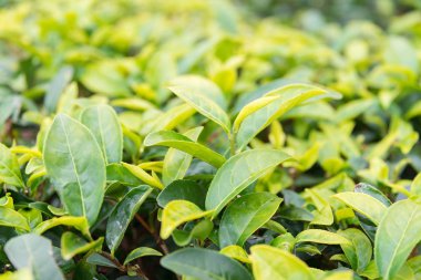 Fujian, Çin - 24 Aralık 2015: Çay plantasyon Xiping şehir içinde. ünlü tarihi bir site içinde Xiping, Anxi, Fujian, Çin.